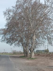 arbol