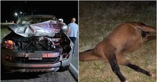 caballo-auto
